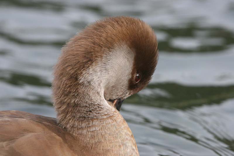 Red-crested Pochard (female)  2005  F. S. Simpson